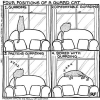 Guard Cat Positions
