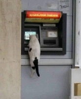 Banking cat