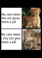 Cats getting pills 