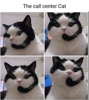 Call center cat