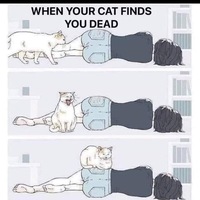 When your cat finds your body 