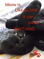 Meow = Aloha