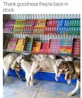 Cats in Stock