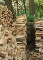 Find the cat - woodpile