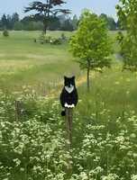 Cat on a post