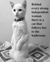 Kitty Bathroom Guard