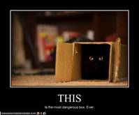 Cute Kitties