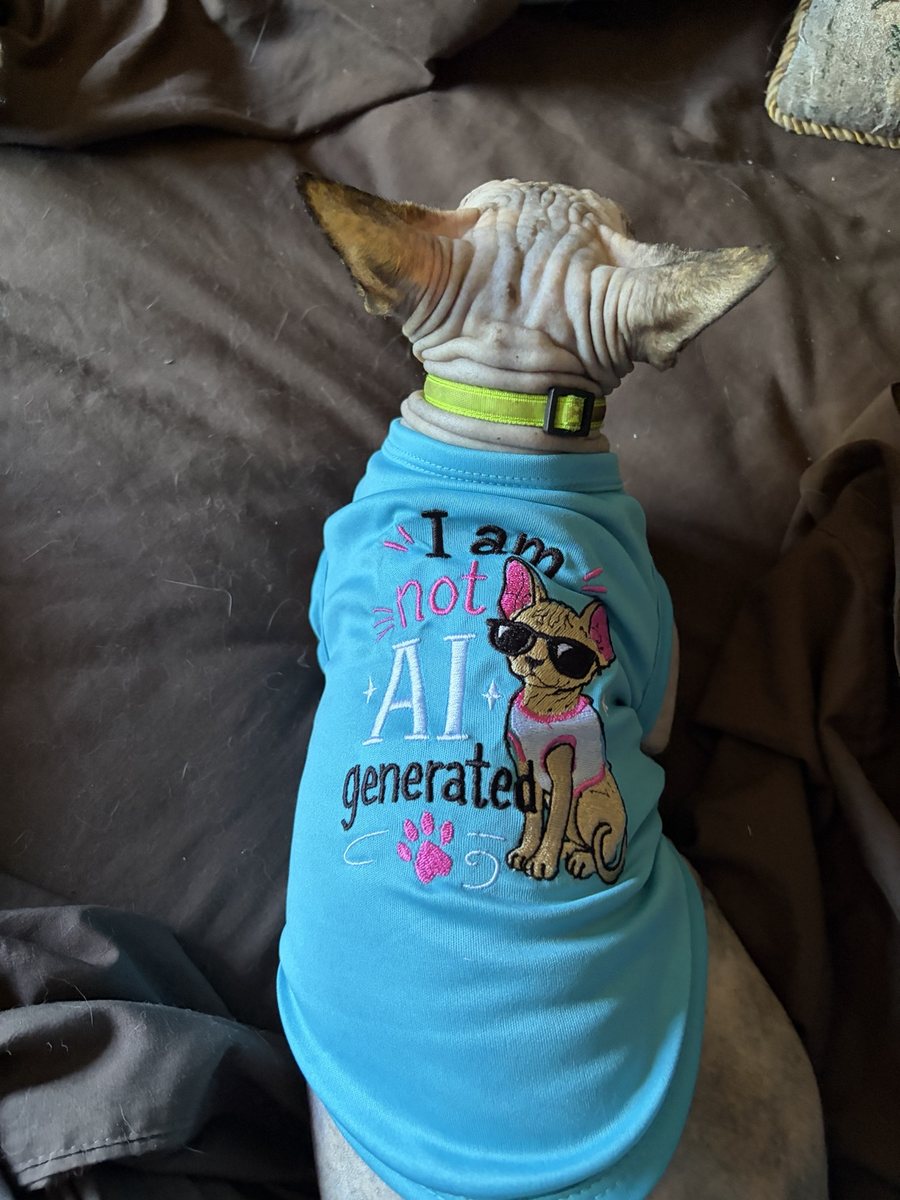 A Sphynx cat wearing an embroidered shirt that says I am not AI generated
