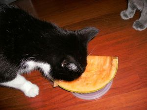 Yes, he's eating canteloupe...
