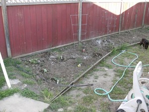 The Garden - I guess Charcoal was fertilizing...