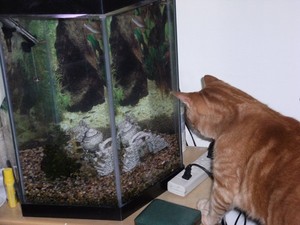 Sushi Tonight?