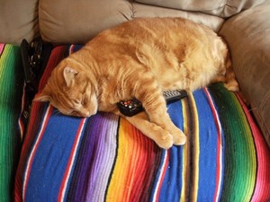 Don't mess with a cat's remote