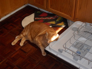 Brutus uses many things for pillows