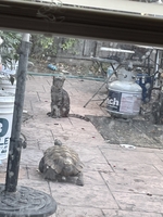 The view through the back door