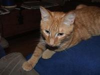 Orange Foster Kitty