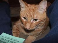 Orange Foster Kitty