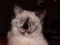 Simone