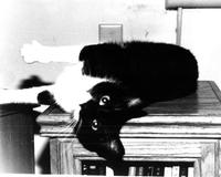 Black & White Photos I