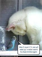 Cute Kitties