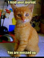 Cute Kitties