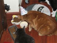 Tango's Second Birthday