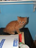 Orange Foster Kitty