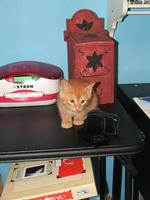Orange Foster Kitty
