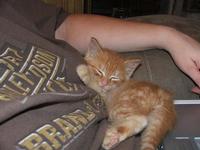 Orange Foster Kitty