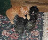 Orange Foster Kitty