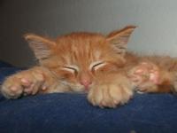 Orange Foster Kitty