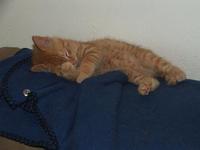 Orange Foster Kitty