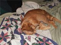 Orange Foster Kitty