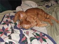 Orange Foster Kitty