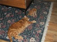 Orange Foster Kitty