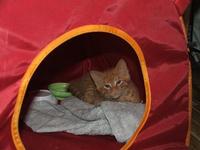 Orange Foster Kitty