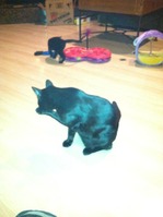 Cats 2014