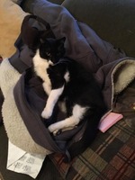 Oreo